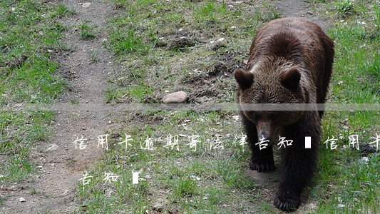 信用卡逾期寄法律告知書(信用卡逾期寄法律告知書)