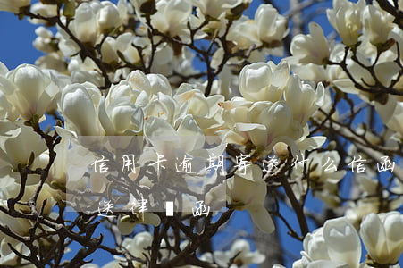 信用卡逾期寄送什么信函(信用卡逾期銀行寄送律師函)