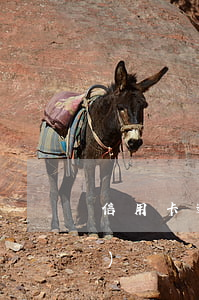 信用卡逾期寫(xiě)了承諾書(shū)