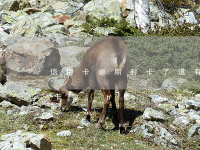 信用卡逾期封卡了還有救嗎(以信用卡還信用卡會(huì)不會(huì)封卡)