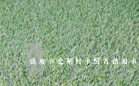信用卡逾期封卡照片(信用卡逾期幾天)