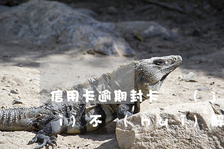 信用卡逾期封卡還進(jìn)去會(huì)不會(huì)解封-信用卡逾期封卡還進(jìn)去會(huì)不會(huì)解封了