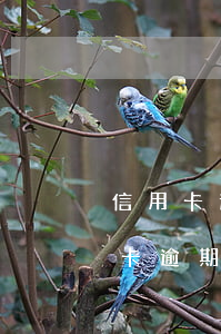 信用卡逾期對(duì)什么有影響嗎(信用卡逾期對(duì)什么有影響嗎)