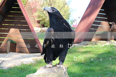 信用卡逾期對(duì)公(信用卡逾期對(duì)公務(wù)員有影響嗎)