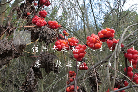 信用卡逾期對(duì)再供房貸影響嗎(供房貸款逾期會(huì)有什么影響)