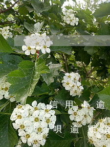 信用卡逾期對(duì)用花唄有影響嗎 花唄逾期跟信用卡有關(guān)系嗎