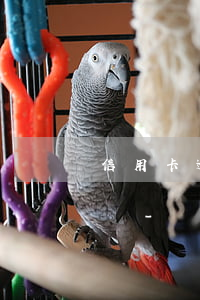 信用卡逾期對(duì)車(chē)貸影響-車(chē)貸逾期影響辦信用卡嗎