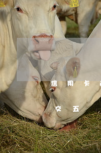 信用卡逾期對五險一金有影響沒(欠信用卡能交五險一金嗎)