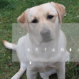 信用卡逾期對征信有沒影響(征信逾期有何影響)
