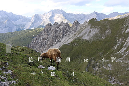 信用卡逾期對花唄有影響嗎(花唄逾期對信用卡有影響不)