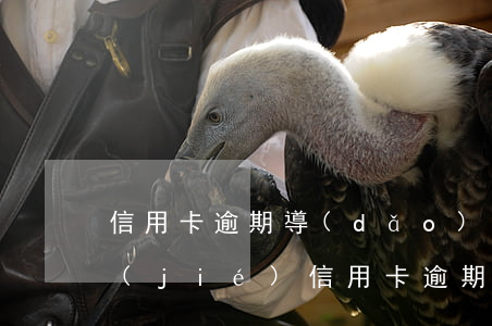 信用卡逾期導(dǎo)致別的借記卡凍結(jié) 信用卡逾期導(dǎo)致別的借記卡凍結(jié)了