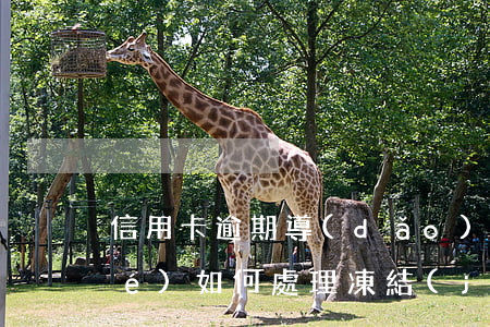 信用卡逾期導(dǎo)致卡片凍結(jié)如何處理(凍結(jié)的信用卡怎么處理)