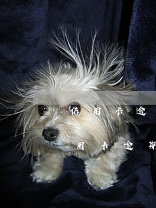 信用卡逾期導(dǎo)致失業(yè)(信用卡逾期失業(yè)證明)