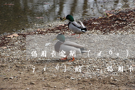 信用卡逾期導(dǎo)致銀行卡被凍結(jié)的話-信用卡逾期導(dǎo)致銀行卡被凍結(jié)的話會怎么樣