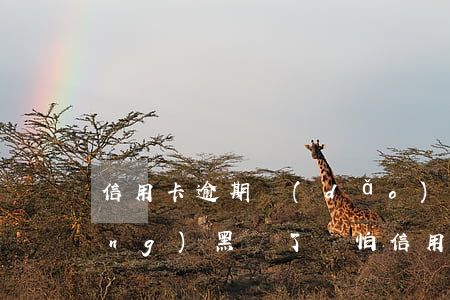 信用卡逾期導(dǎo)致黑戶(已經(jīng)黑戶了還怕信用卡起訴嗎)