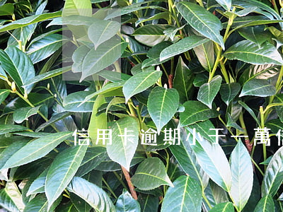 信用卡逾期小于一萬(信用卡10000逾期)