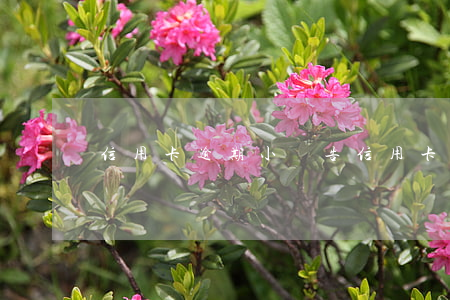 信用卡逾期小廣告 信用卡逾期小廣告