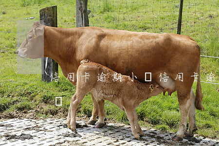 信用卡逾期小額(信用卡逾期小額還款是惡意嗎)