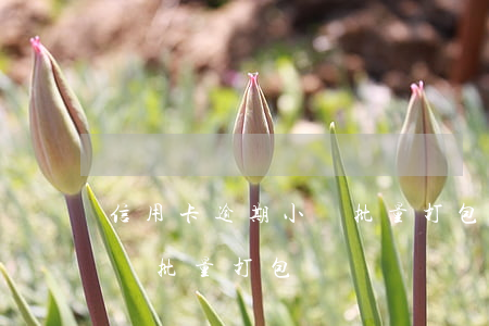 信用卡逾期小額批量打包訴訟(信用卡逾期小額批量打包訴訟)