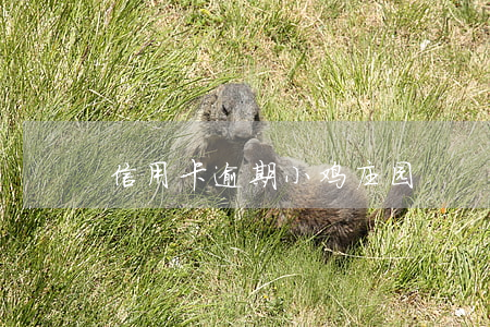 信用卡逾期 小鸡庄园