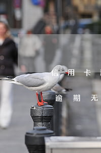 信用卡逾期就不能还最低还款吗-当信用卡逾期无法还最低还款该怎么处理