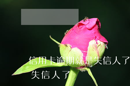 信用卡逾期就是失信人了嗎(信用卡逾期就是失信人了嗎)