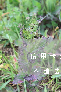 信用卡逾期就還不進去了嗎(信用卡逾期就還不進去了嗎)