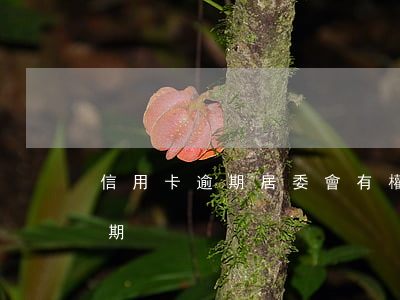 信用卡逾期居委會有權知道嗎-辦信用卡逾期