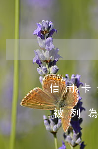 信用卡逾期屬不屬于失信(信用卡拖欠多久會被列為嚴(yán)重失信)