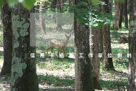 信用卡逾期工作單位假的