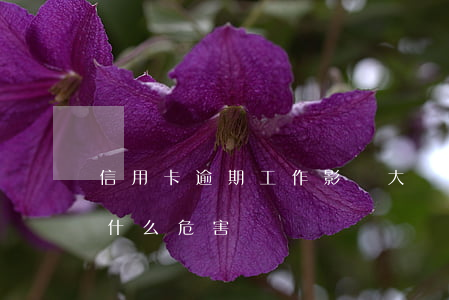 信用卡逾期工作影響大嗎-辦信用卡逾期有什么危害