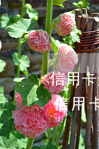信用卡逾期工資卡扣錢嗎-因拖欠工資造成信用卡逾期