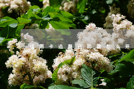 信用卡逾期已回款怎么开证明(逾期还款证明怎么开)