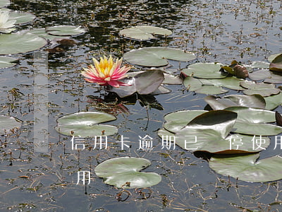 信用卡逾期已暫停使用(信用卡逾期被暫停使用)