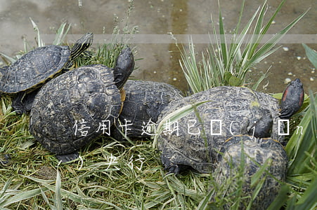 信用卡逾期已經(jīng)上報(bào)央行