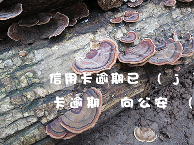 信用卡逾期已經(jīng)上報公安(信用卡逾期會向公安機(jī)關(guān)報案嗎)