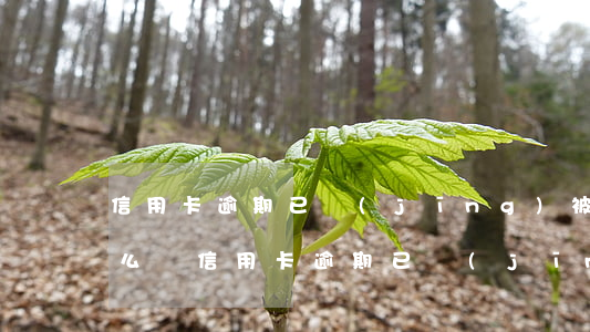 信用卡逾期已經(jīng)被銀行訴訟怎么辦 信用卡逾期已經(jīng)被銀行訴訟怎么辦