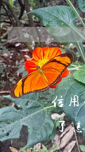 信用卡逾期已经立案了(信用卡逾期已经立案了怎么办开庭一定要去吗)