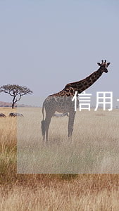 信用卡逾期已被法院(法院如何判信用卡逾期)
