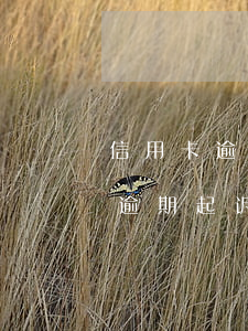 信用卡逾期已被起诉 有律师联系我说信用卡逾期起诉了
