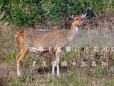 信用卡逾期已还完可以销卡吗(还信用卡还到了注销的卡怎么办)