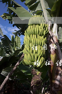 信用卡逾期已还影响征信(信用卡逾期已还影响征信不)
