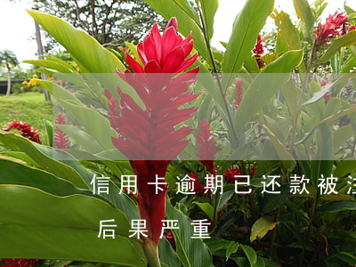 信用卡逾期已还款被注销(逾期后注销信用卡后果严重)