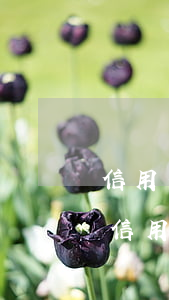 信用卡逾期已還可以房貸嗎(銀行貸款逾期了信用卡還能用嗎)