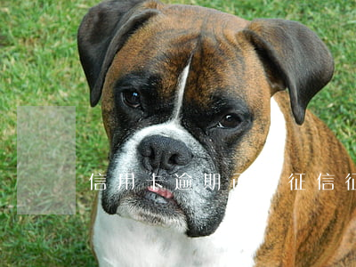 信用卡逾期已還征信(征信有信用卡逾期)