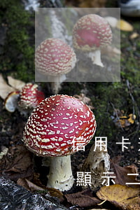 信用卡逾期已顯示二代身份證(信用卡逾期已顯示二代身份證過(guò)期)