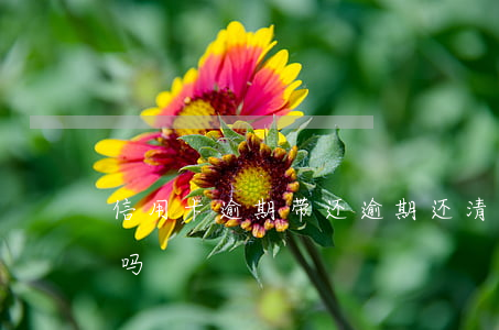 信用卡逾期带还(逾期还清后还能使用信用卡吗)