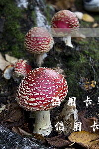 信用卡逾期帳單上有可用額度嗎(有逾期記錄信用卡會(huì)降額嗎)