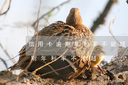 信用卡逾期年利率不能超過多少-信用卡逾期年利率不能超過多少錢