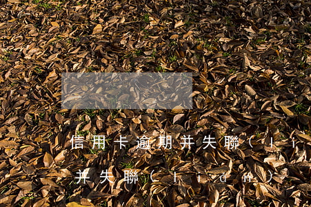 信用卡逾期并失聯(lián)(信用卡逾期并失聯(lián))